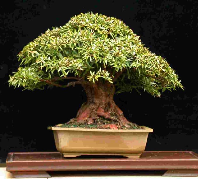Ficus salicifolia